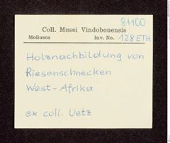 Etikett zu Holznachbildung von Riesenschnecken (NHMW-ZOO-MO-0081100-ETH-128)
